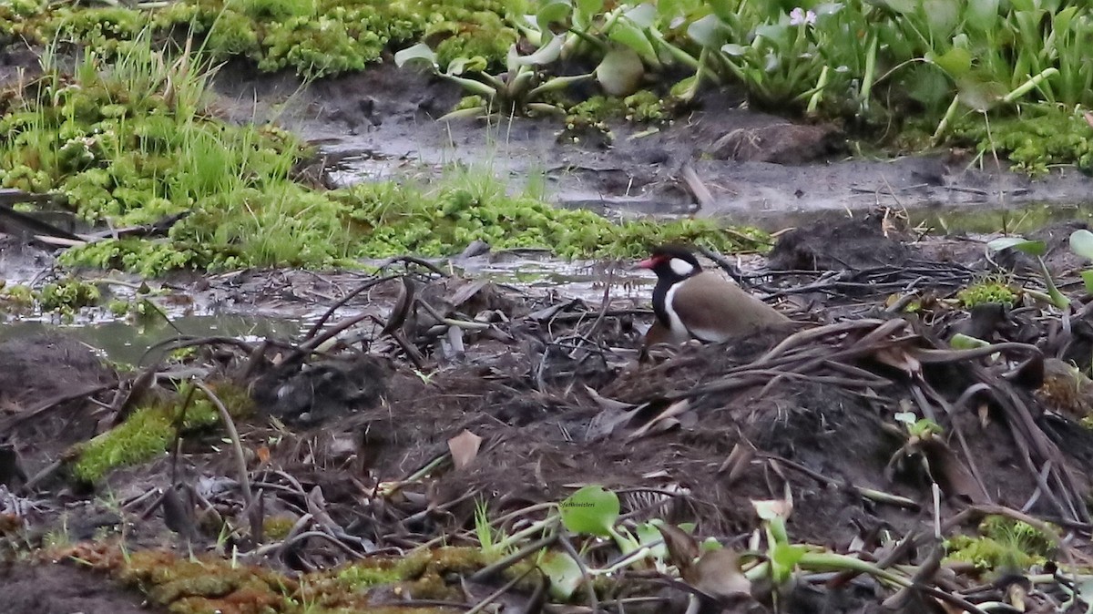 קיווית אדומת-משקפיים - ML646773945