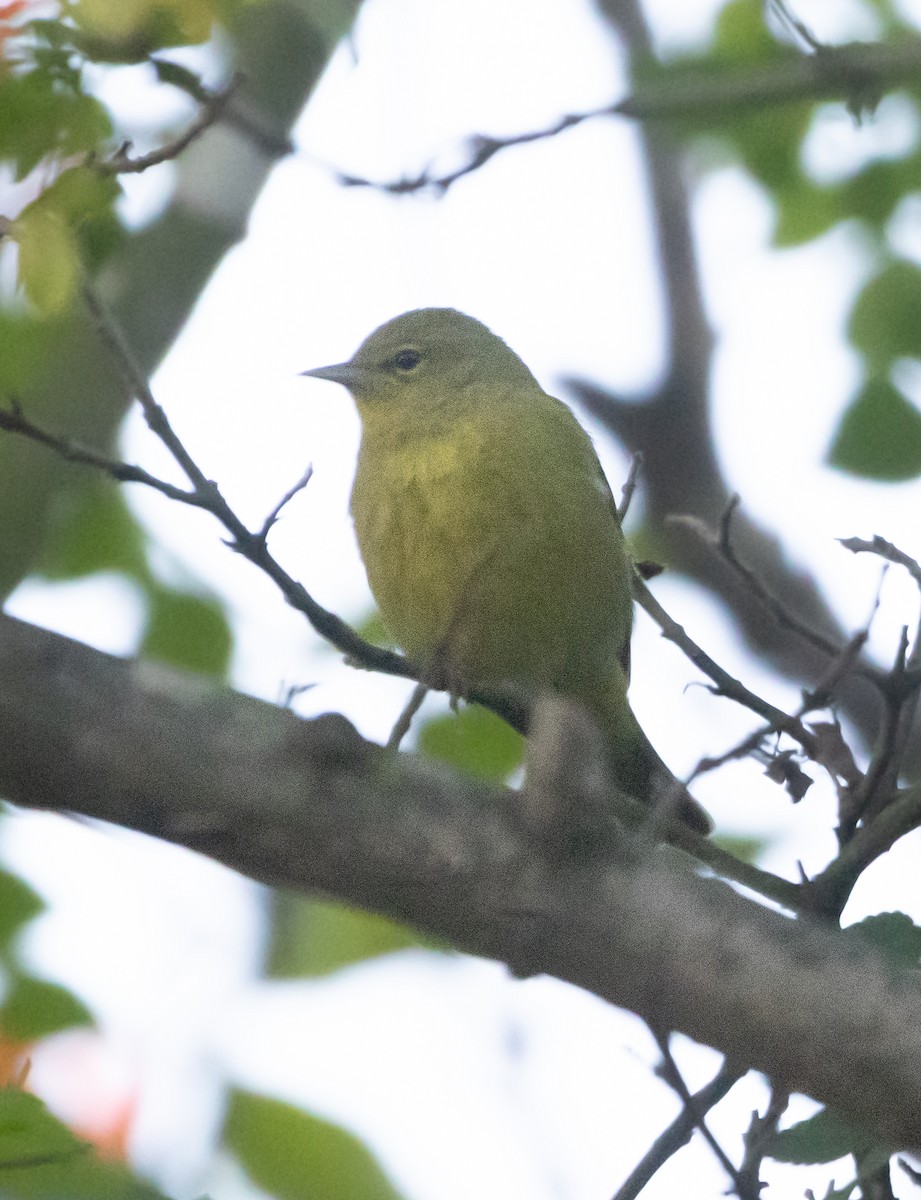 oransjekroneparula - ML646773946