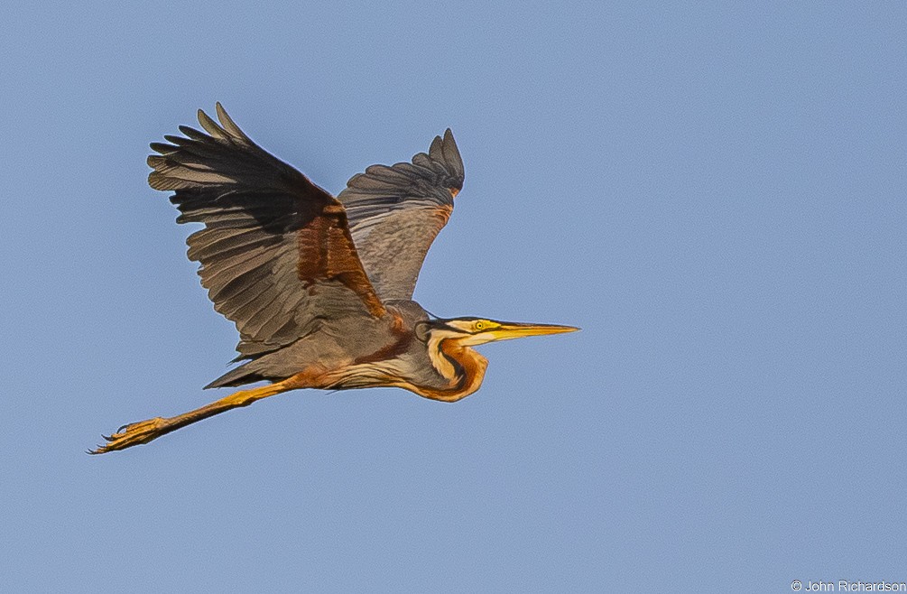 purpurhegre - ML646773947