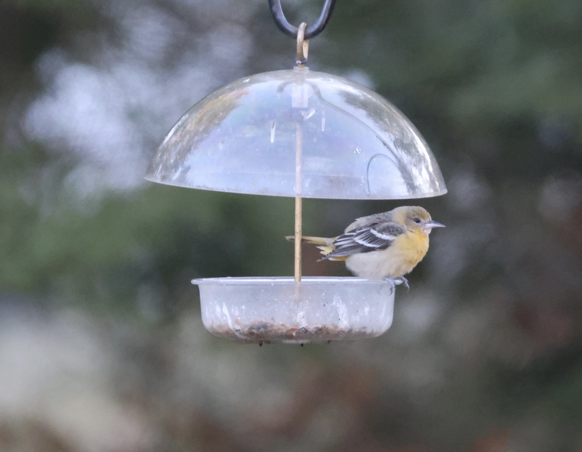 Baltimore Oriole - ML646773948