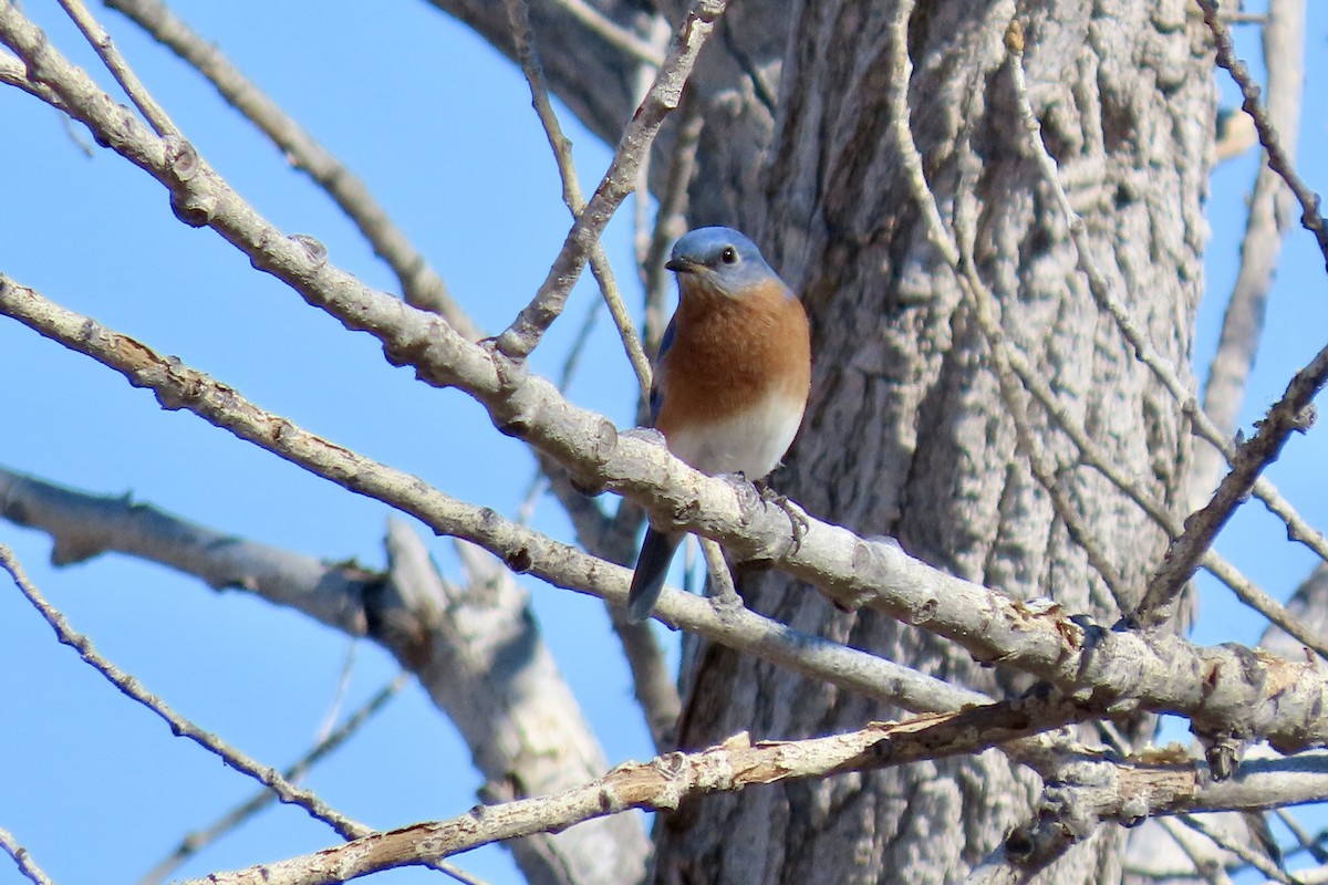 Eastern Bluebird - ML646773949