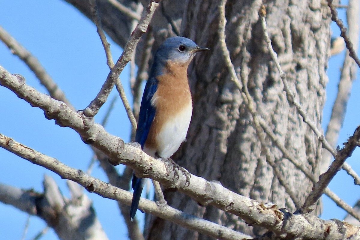 Eastern Bluebird - ML646773950