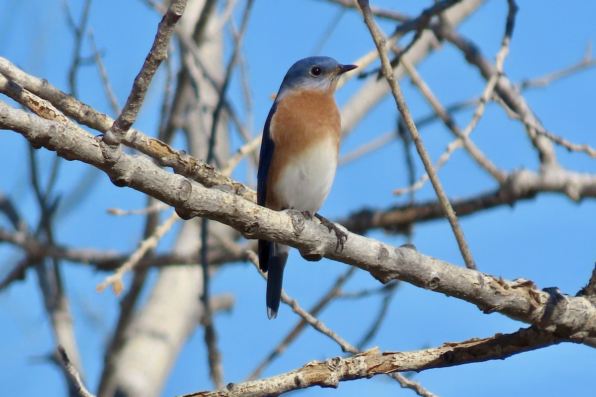 Eastern Bluebird - ML646773951