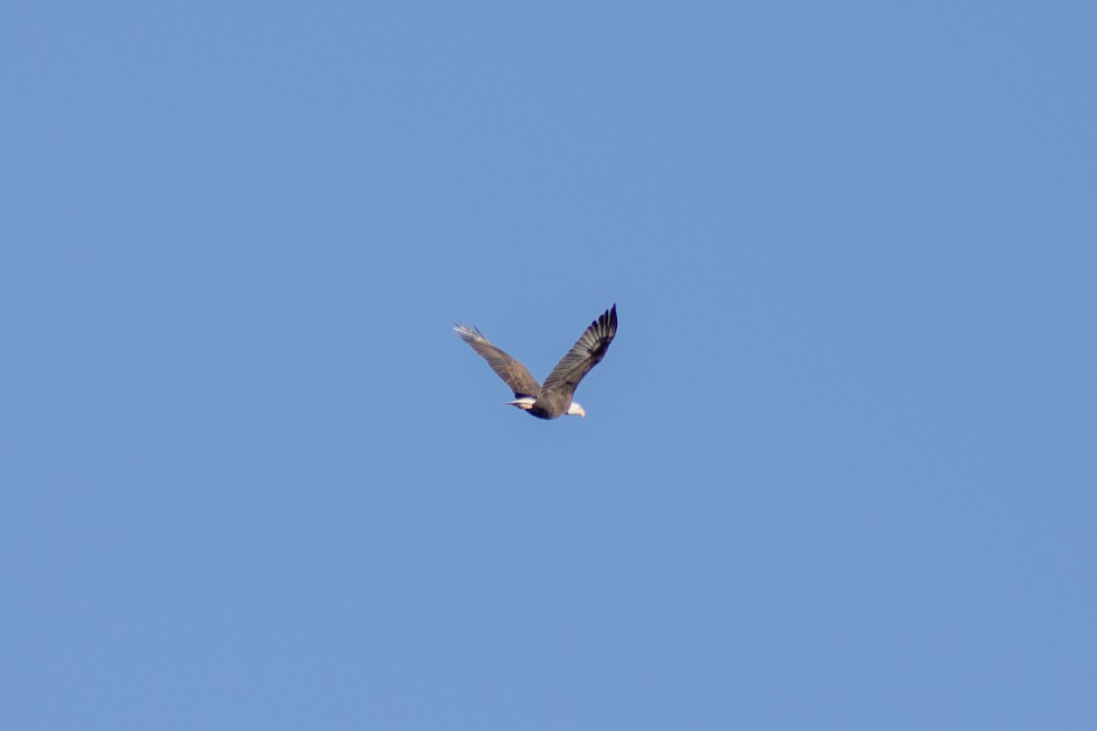 Bald Eagle - ML646773955