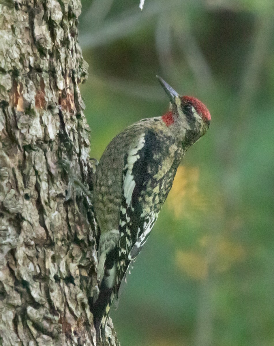 Red-naped Sapsucker - ML646773957