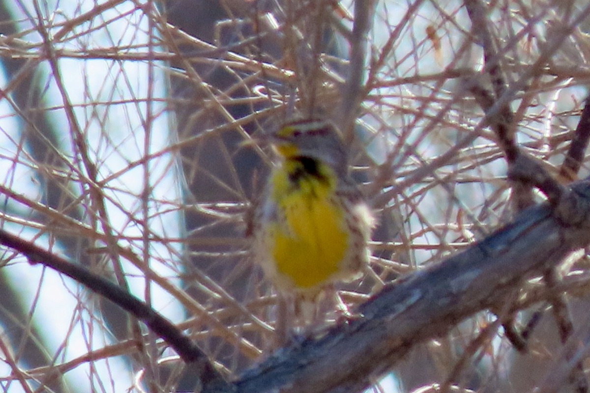 Western Meadowlark - ML646773958
