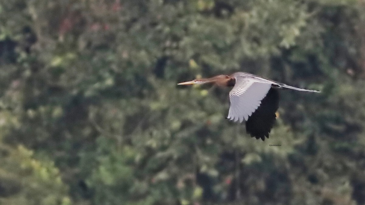 נחשון אסייתי - ML646773959