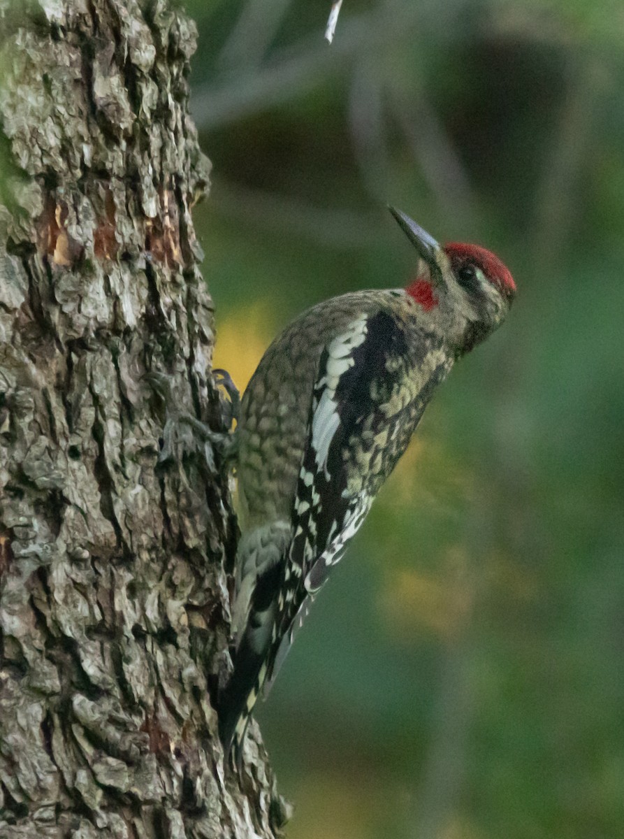 Red-naped Sapsucker - ML646773961