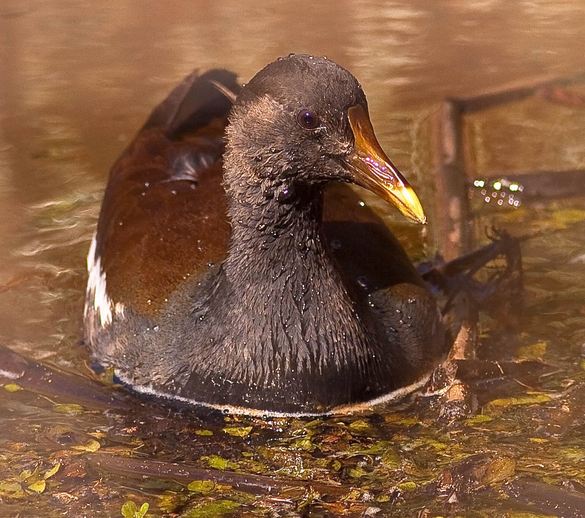 slípka americká - ML646773962