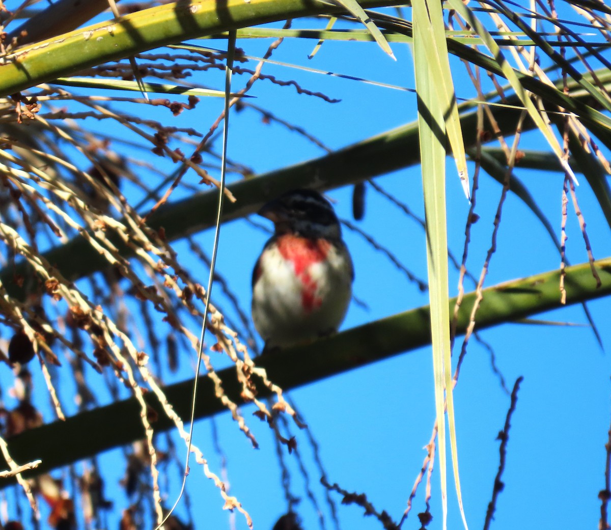 Кардинал-довбоніс червоноволий - ML646773963