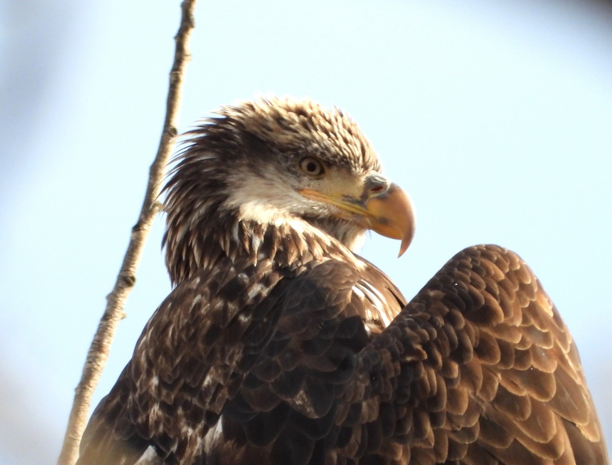 ハクトウワシ - ML646773964