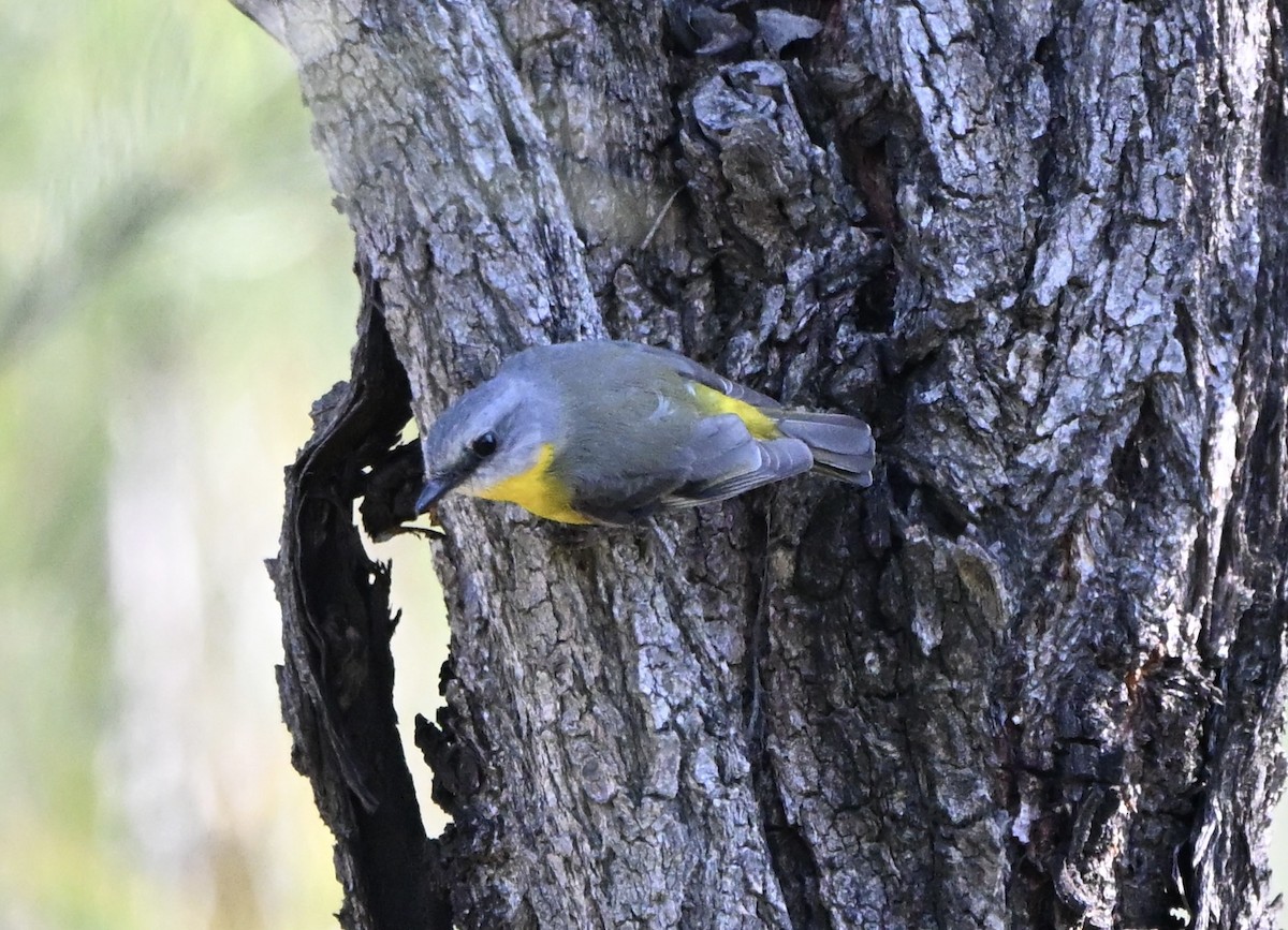 Doğulu Sarı Bülbül - ML646773965