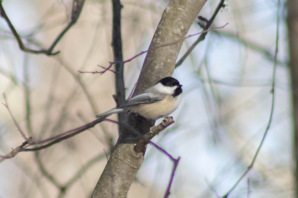 Black-capped Chickadee - ML646773967