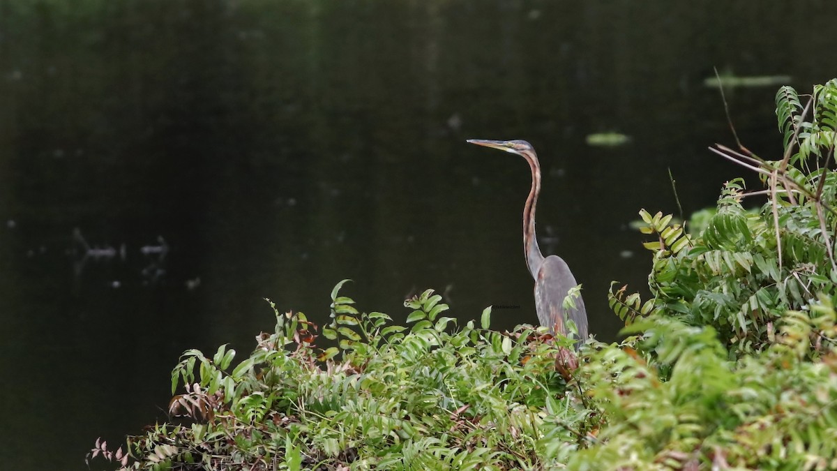 אנפה ארגמנית - ML646773968