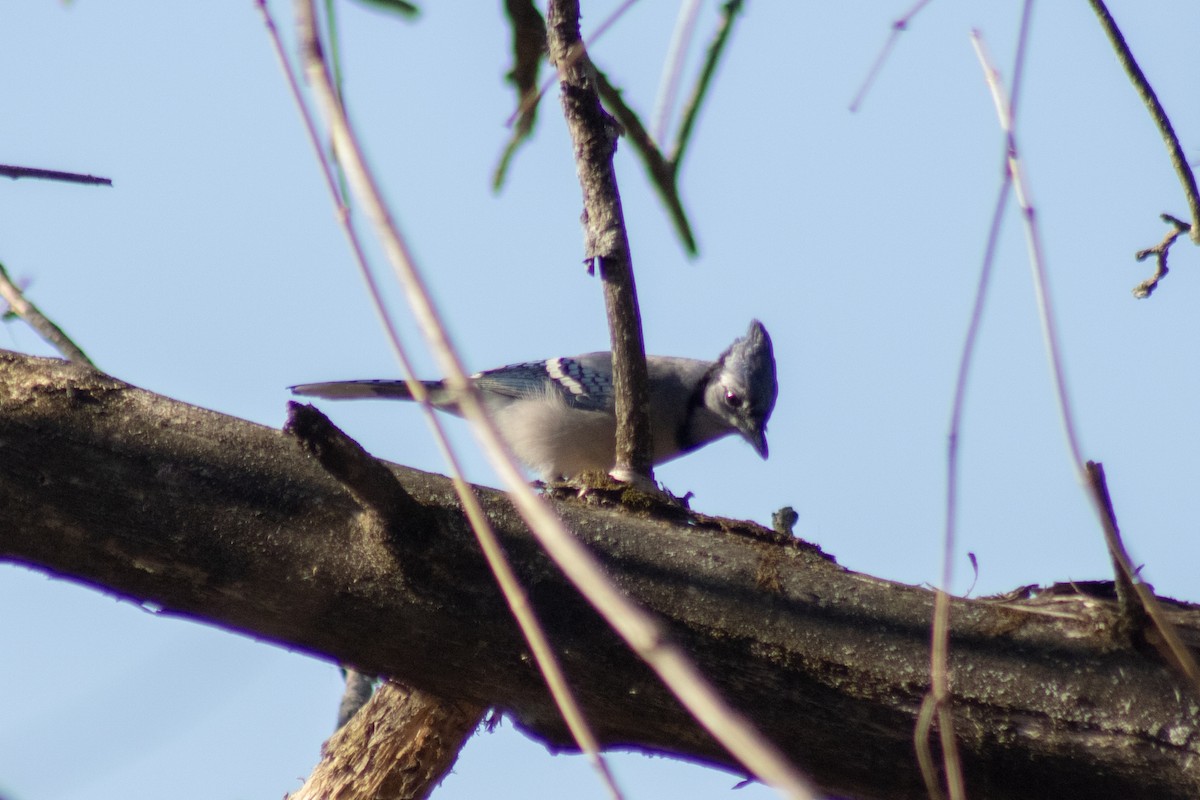 sojka chocholatá - ML646773969