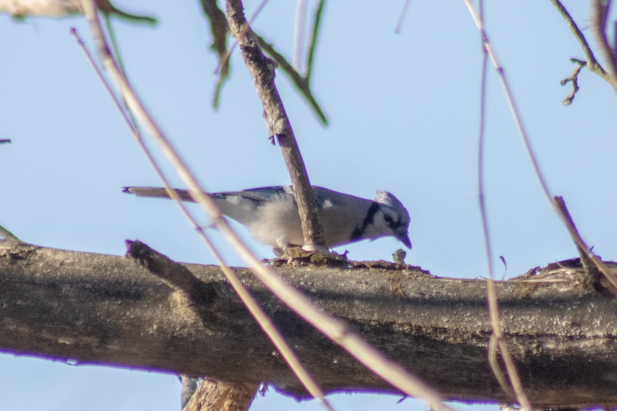 sojka chocholatá - ML646773970