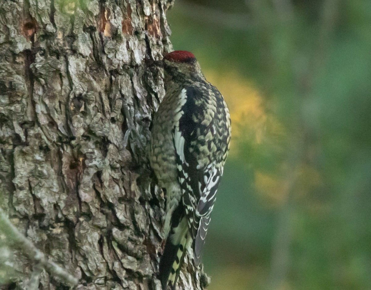 Red-naped Sapsucker - ML646773971