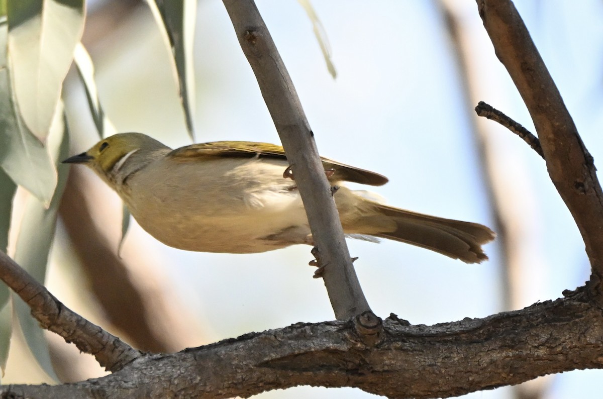 hvitsmykkehonningeter - ML646773975