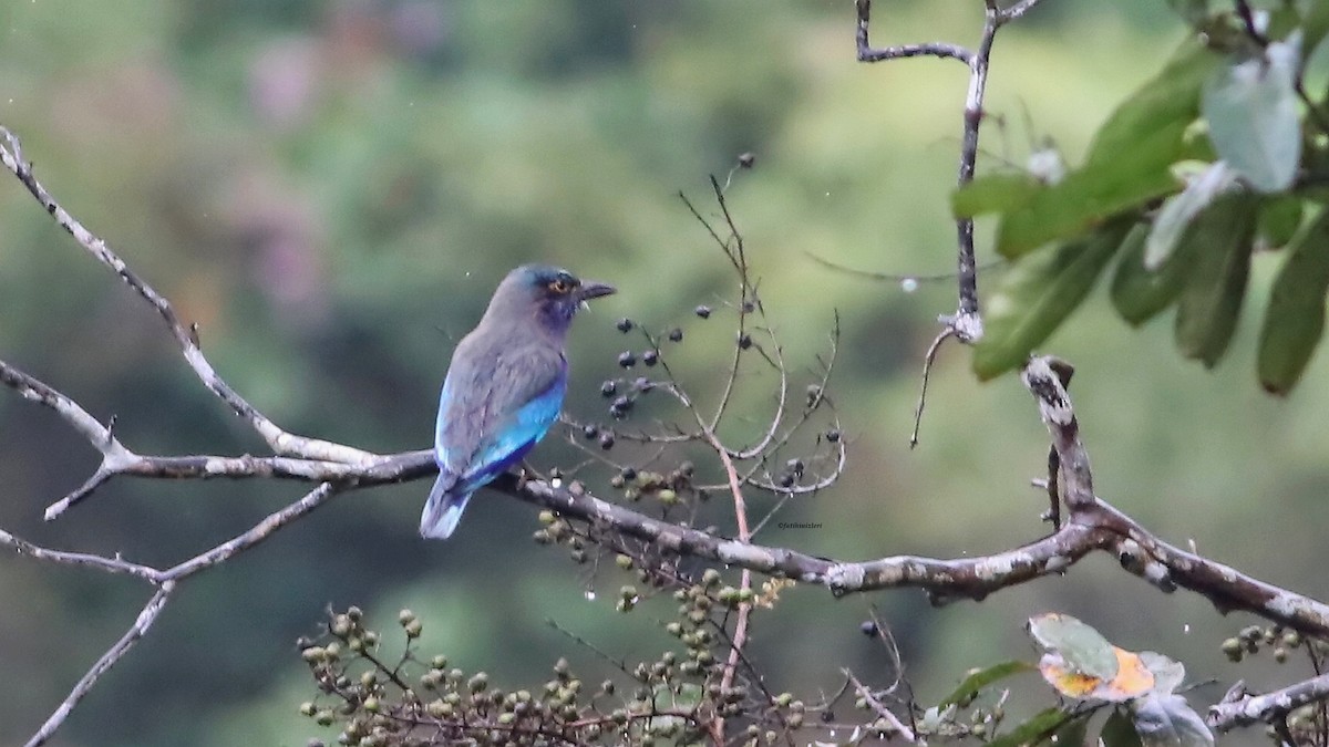 Indochinese Roller - ML646773976