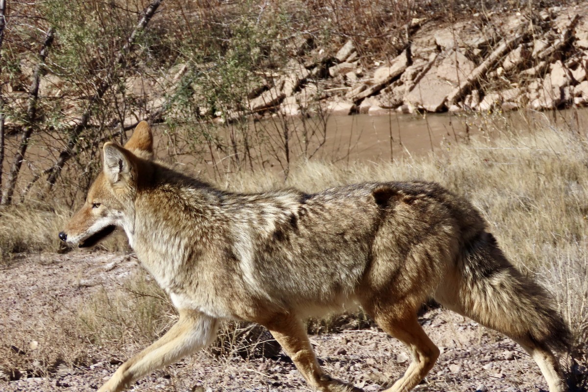 Coyote - ML646773977