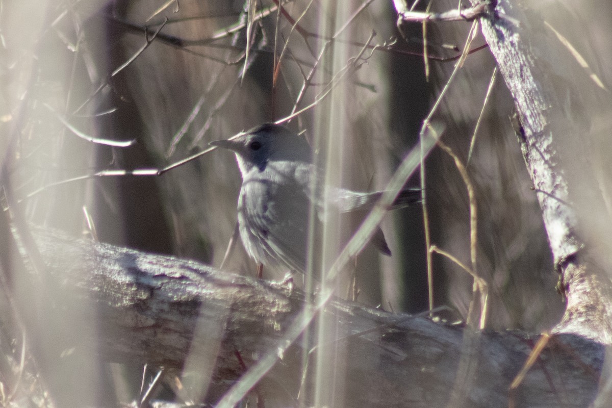 Gray Catbird - ML646773978