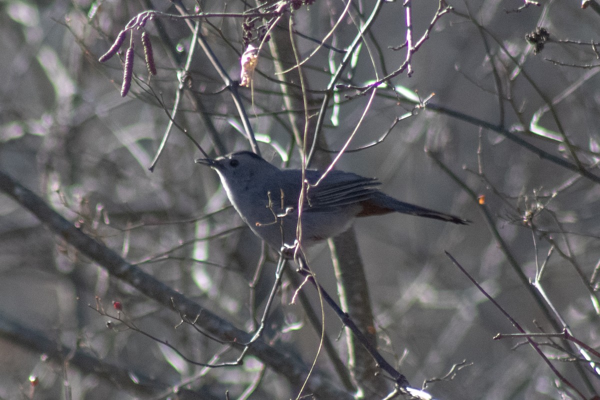 Gray Catbird - ML646773979