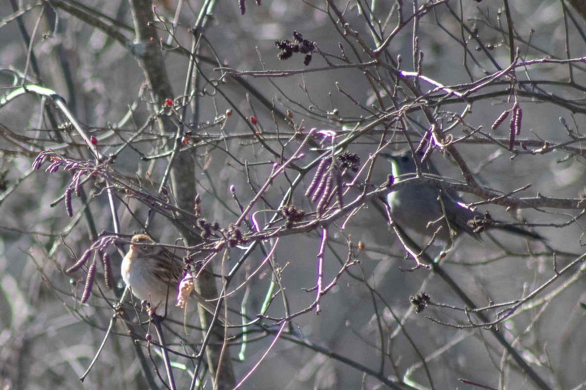 Gray Catbird - ML646773980