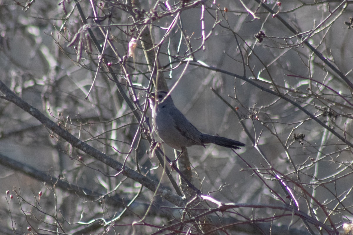 Gray Catbird - ML646773981