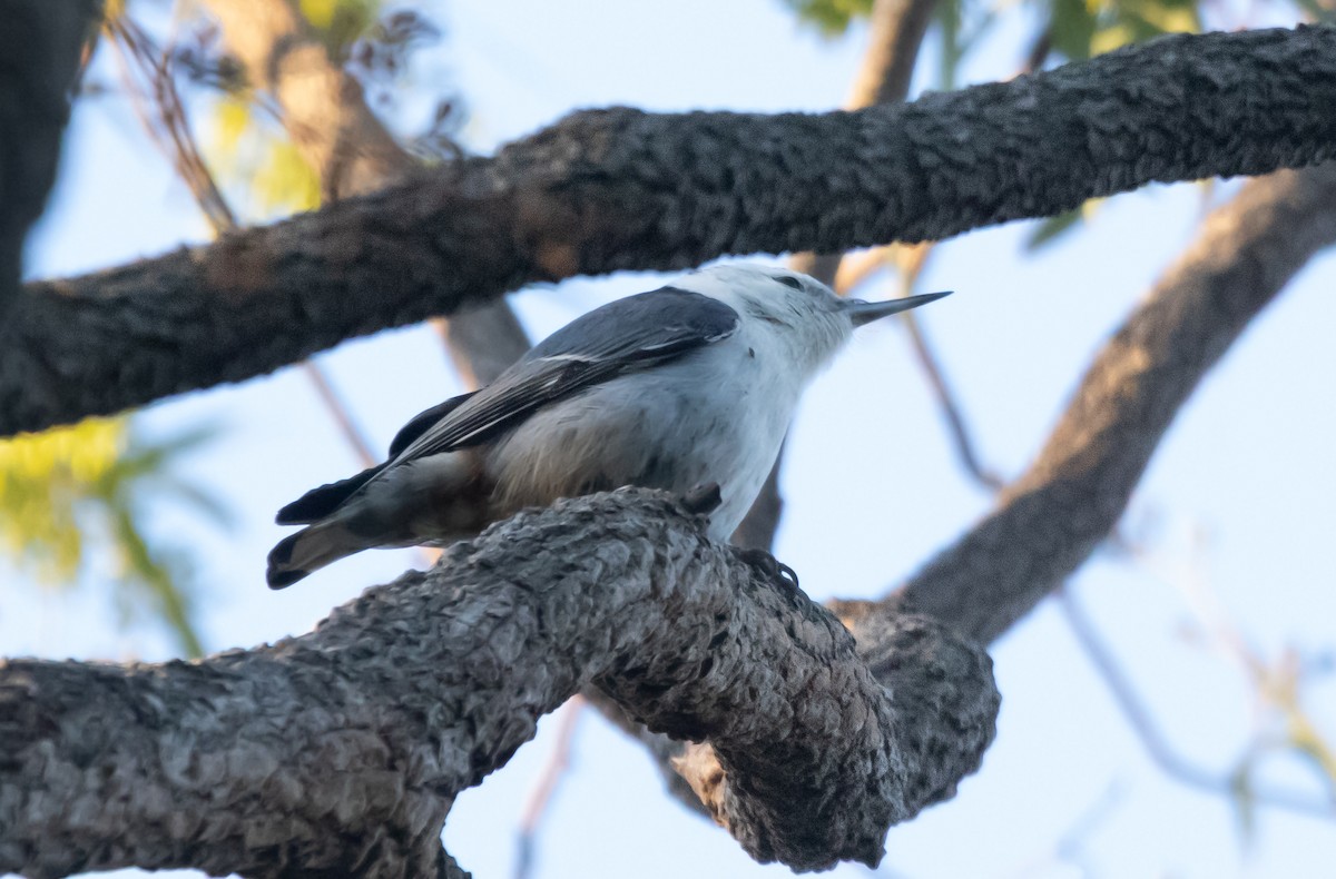 Sittelle à poitrine blanche - ML646773989