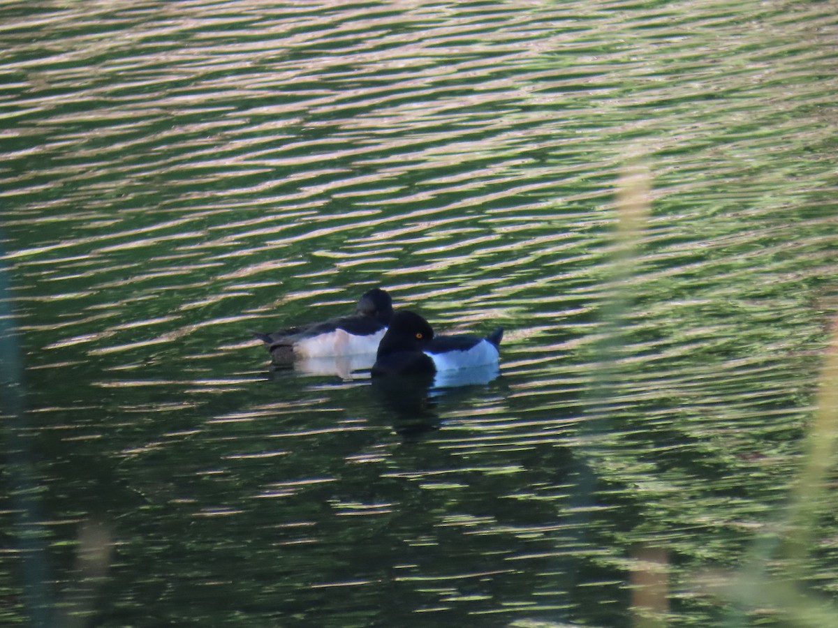 Кольчатая чернеть - ML646773990