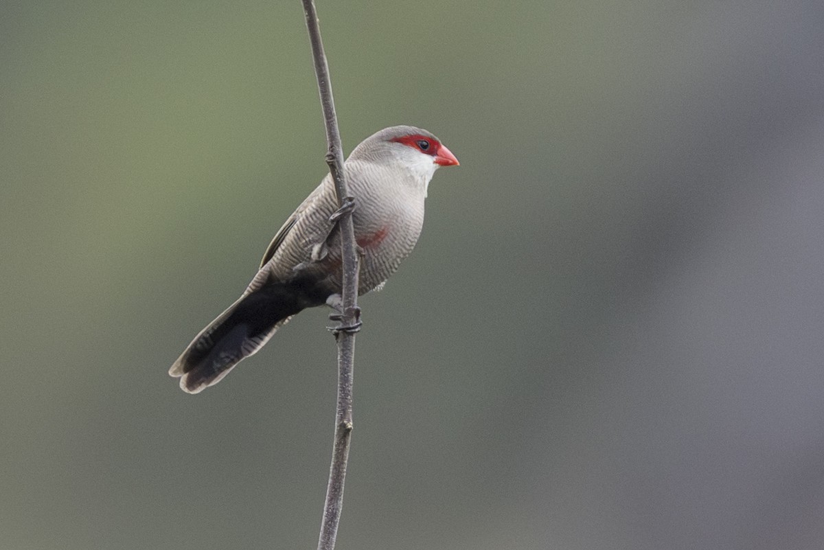 Estrilda Común - ML646773992