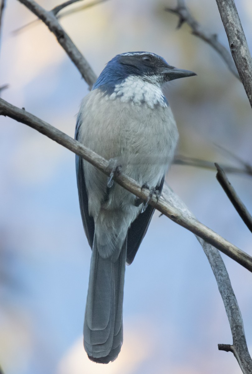 krattskrike - ML646773994