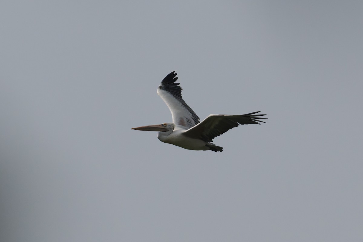 Pelikano tantoduna - ML646773995