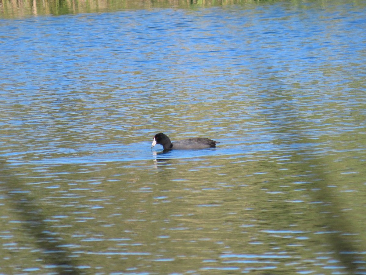 Американская лысуха - ML646773996