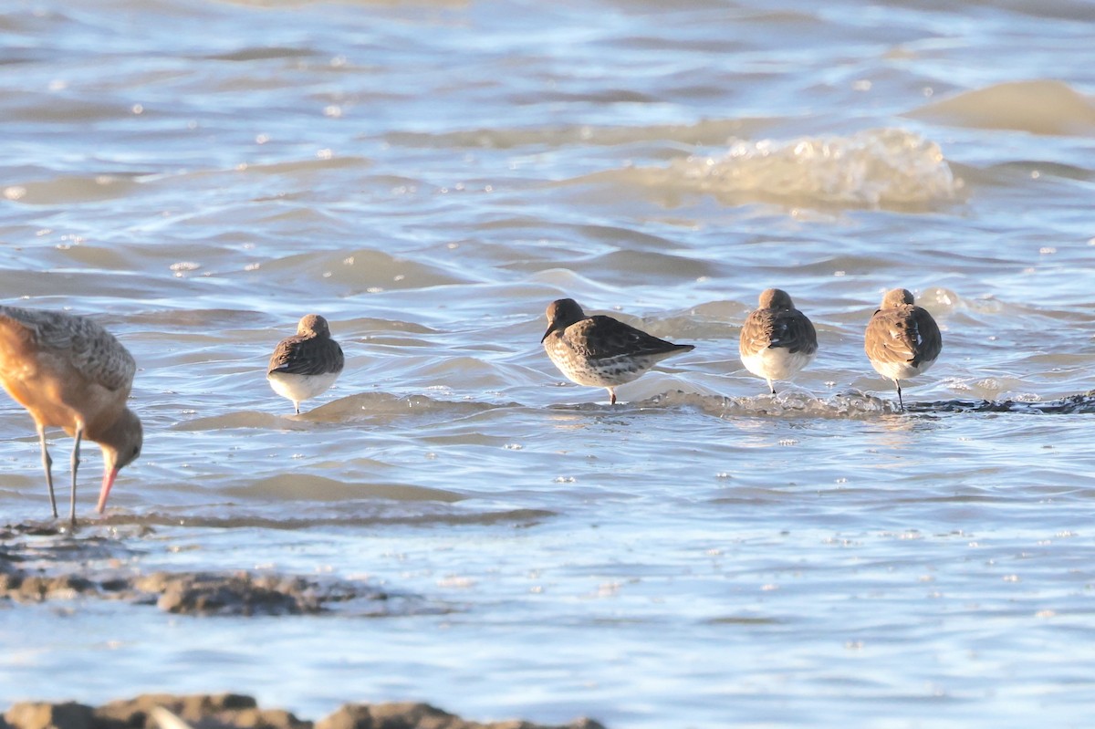 Rock Sandpiper - ML646773997