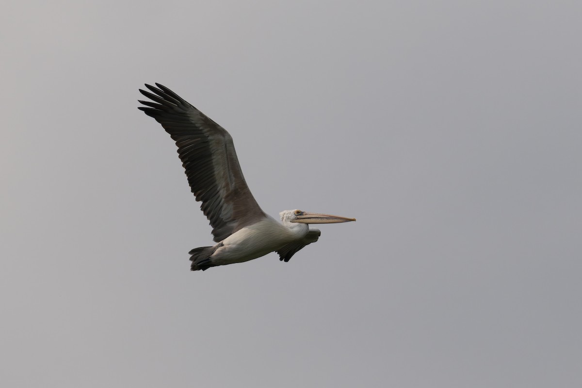 Pelikano tantoduna - ML646773998