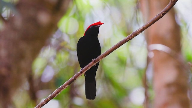 Helmeted Manakin - ML646773999