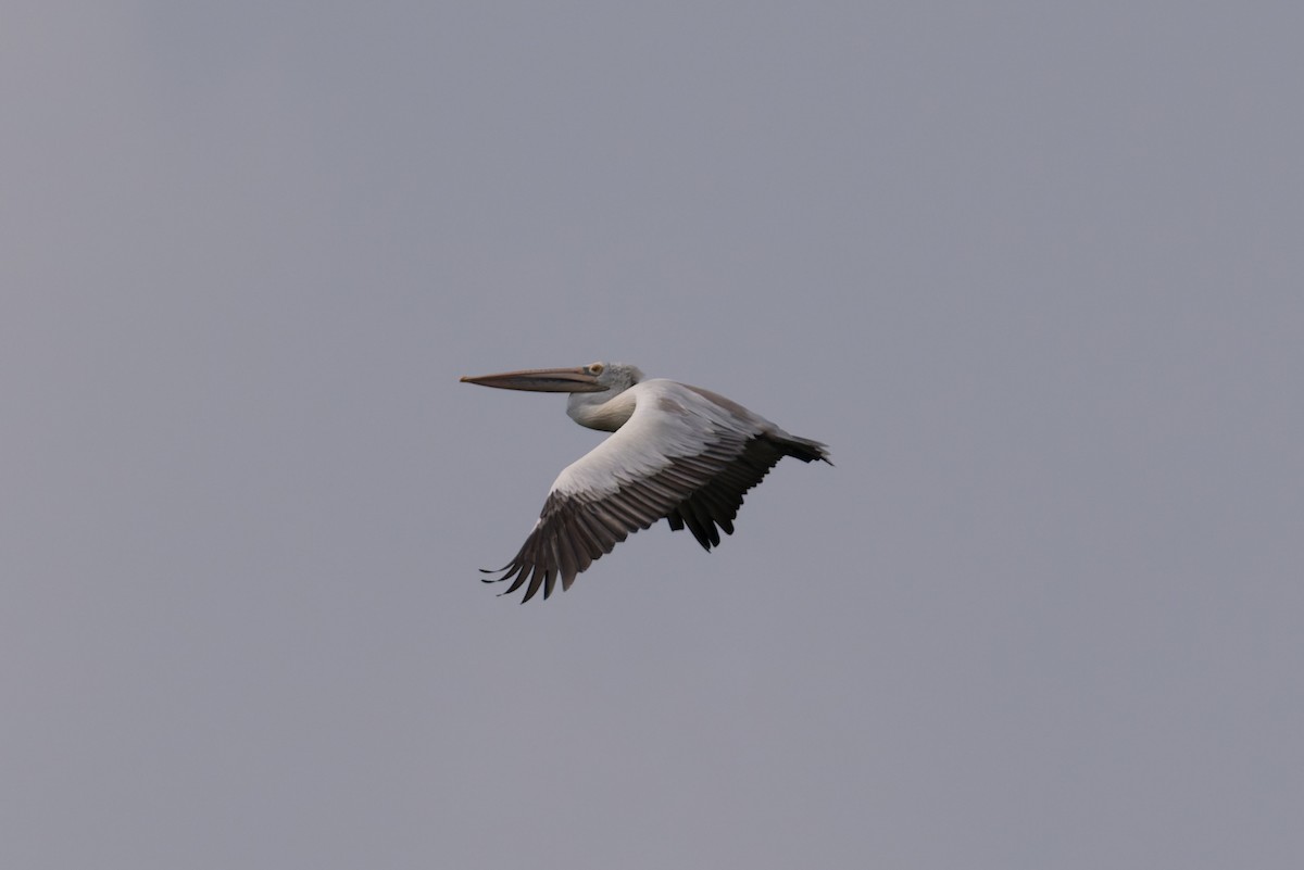 Pelikano tantoduna - ML646774000