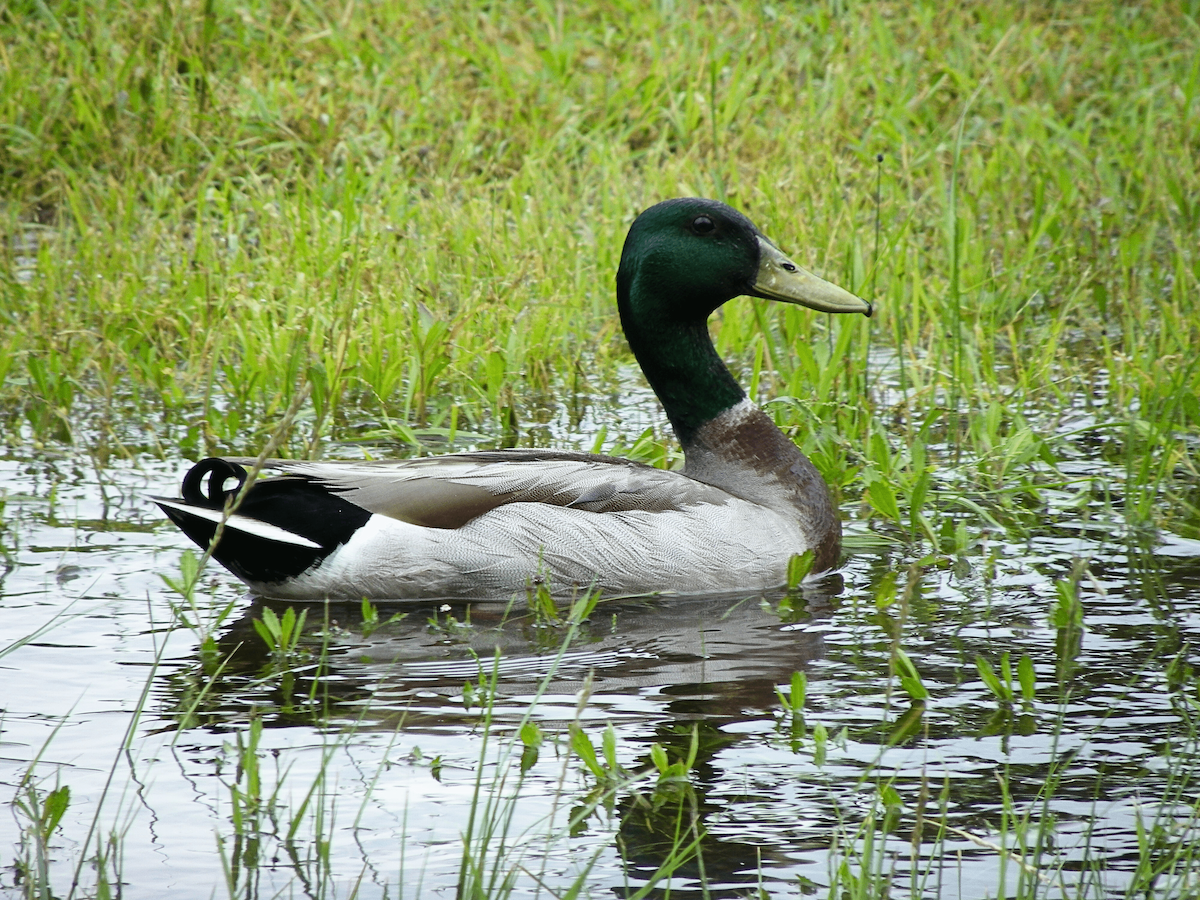 ברכיה - ML646774001