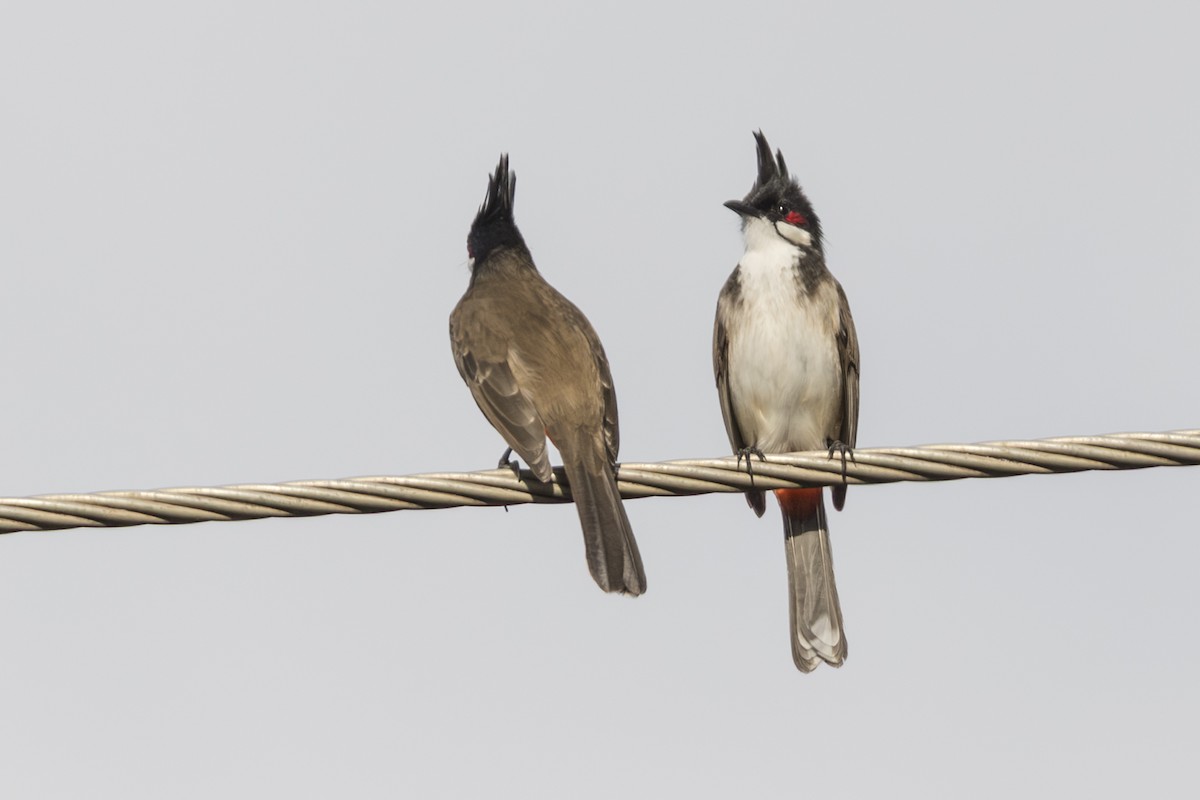 Bulbul Orfeo - ML646774002