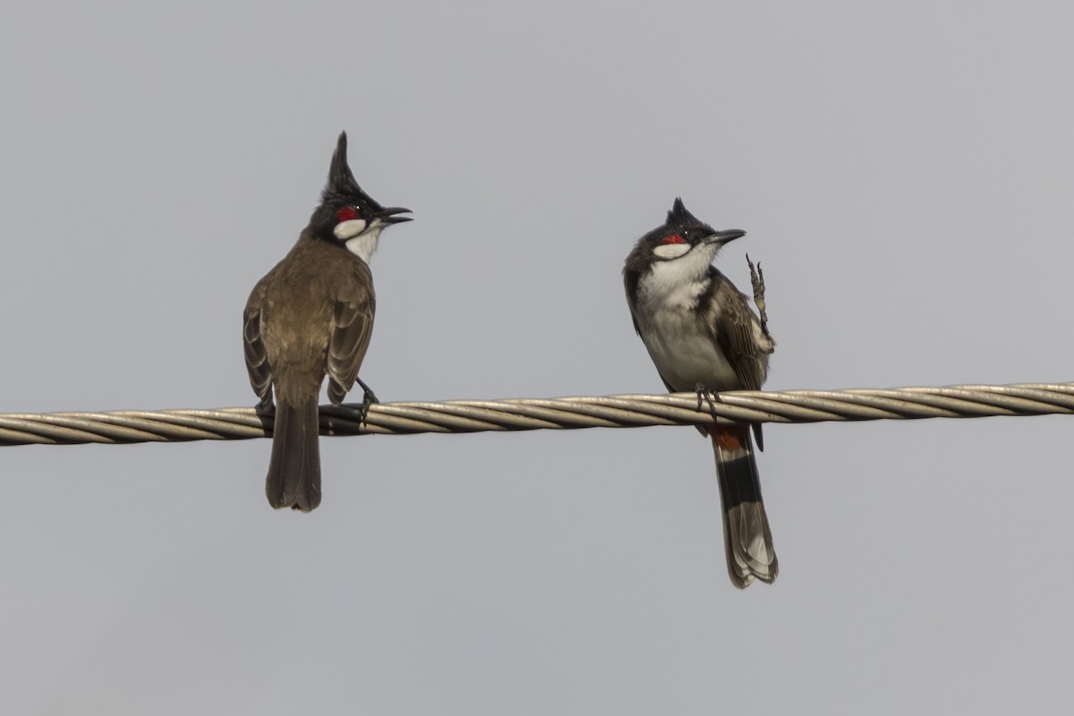 Bulbul Orfeo - ML646774003