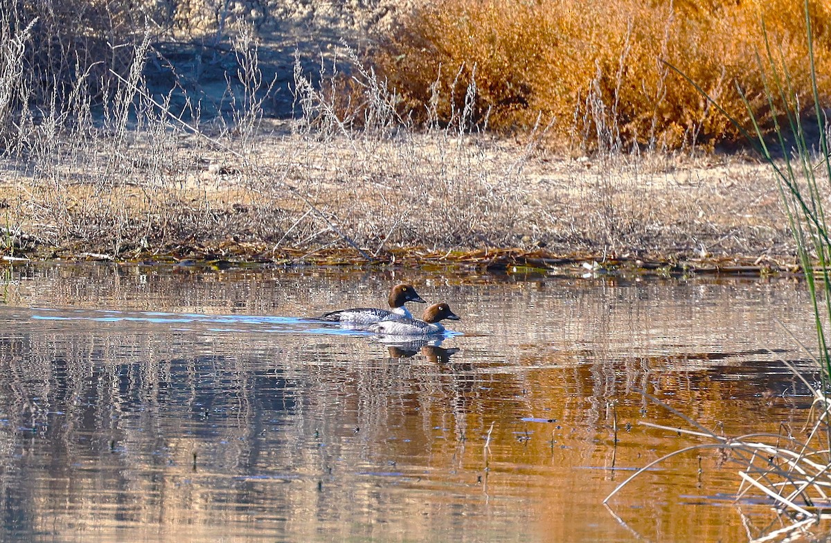 Schellente - ML646774004