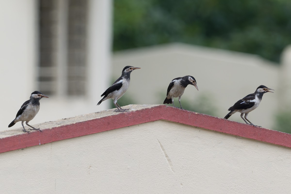 Indian Pied Starling - ML646774005