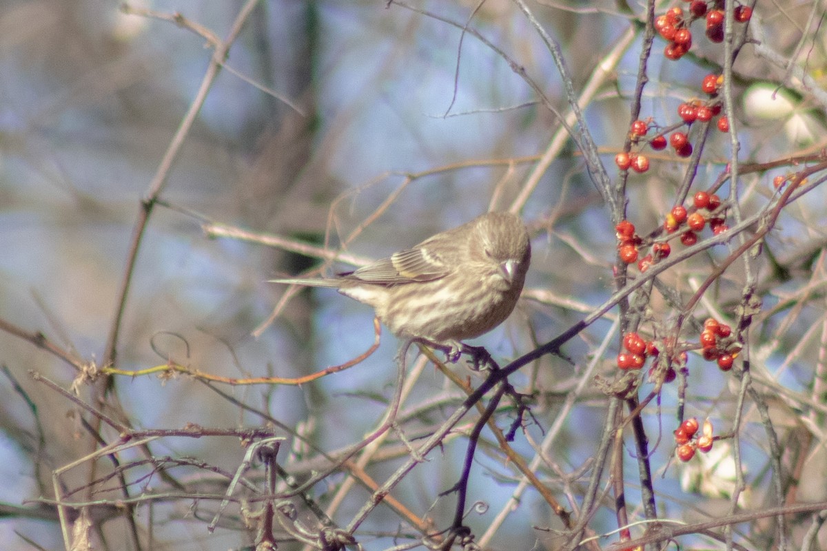 House Finch - ML646774007