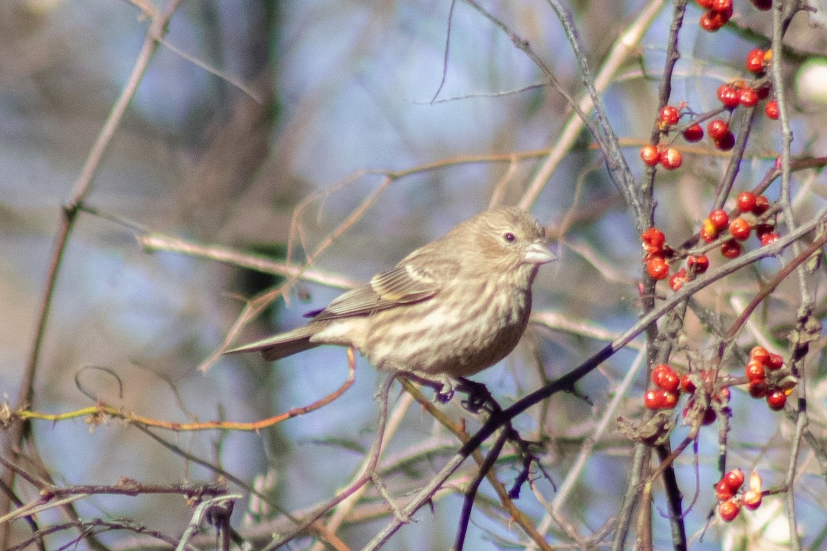 House Finch - ML646774008