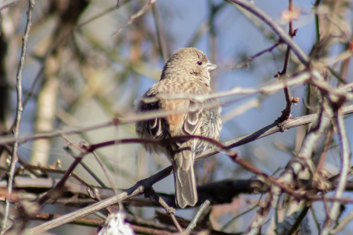 House Finch - ML646774009