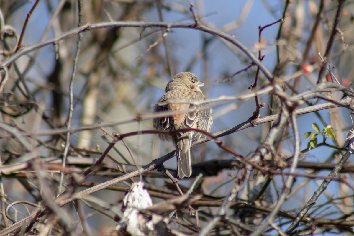 House Finch - ML646774010
