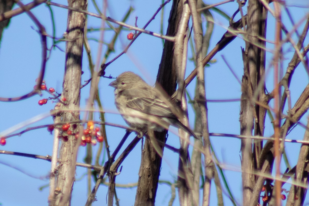 House Finch - ML646774011