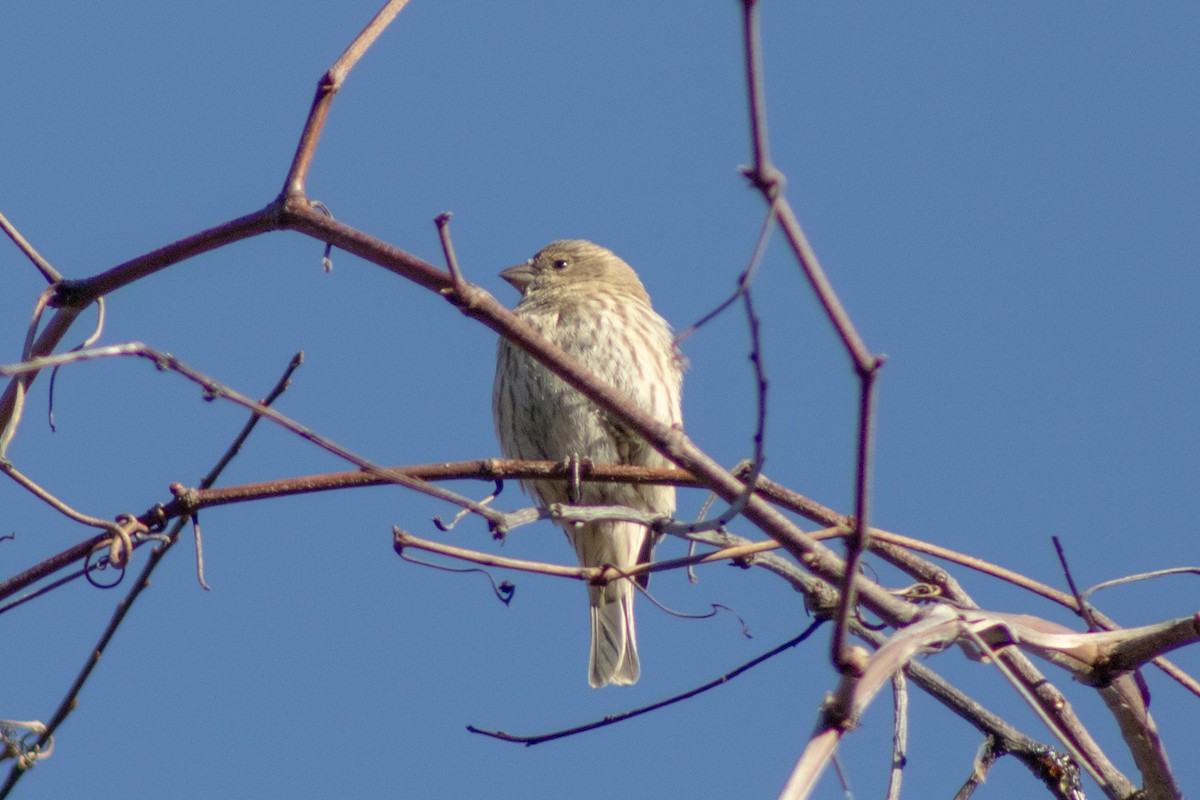 House Finch - ML646774012