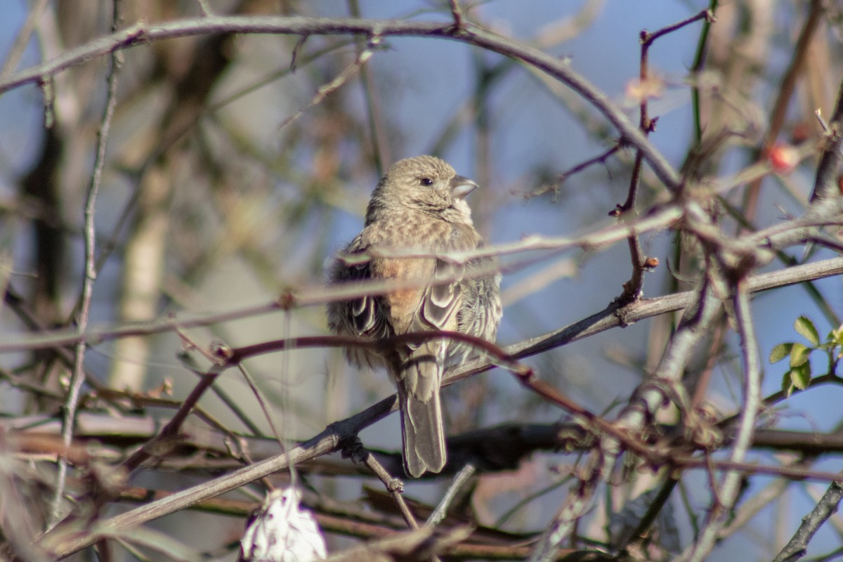 House Finch - ML646774013